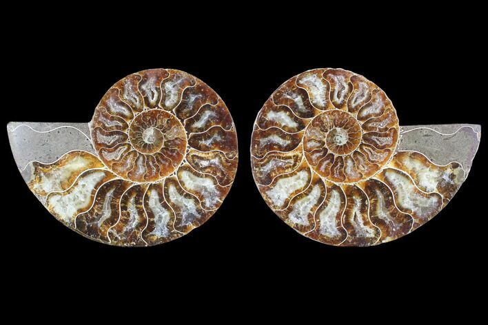 Cut & Polished Ammonite Fossil - Agatized #103075